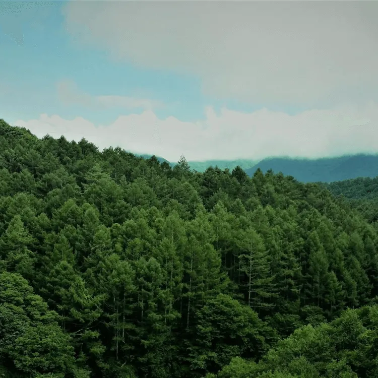 Sustainable forest landscape